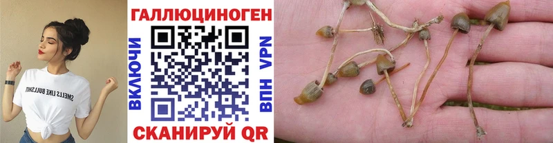 Псилоцибиновые грибы мицелий купить наркотики сайты Новокубанск